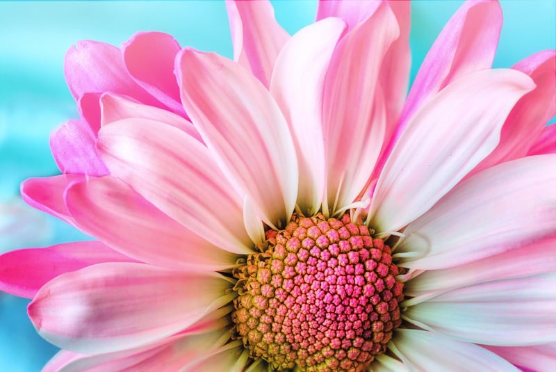 Colorful Blooms