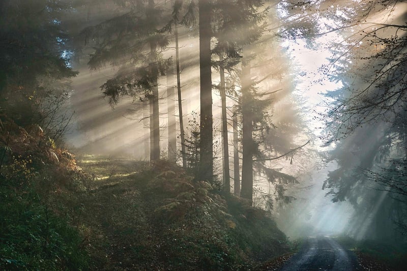 Mystical Plantings