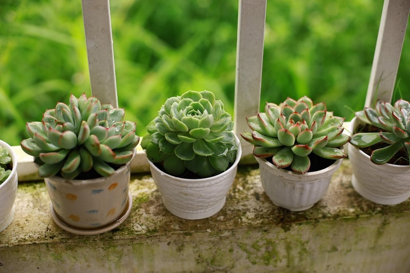 Balcony garden